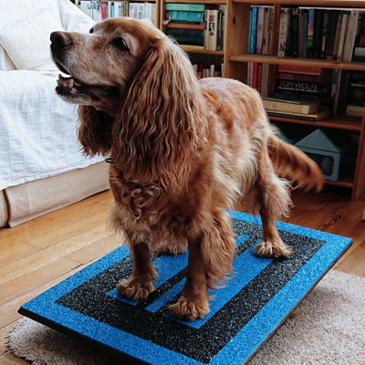 Dog-standing-on-balance-board-400x400 Dog standing on balance board