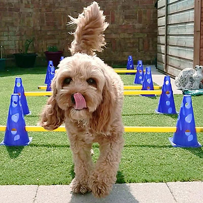 Faldo Faldo the dog