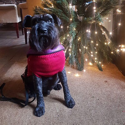 Frankie the dog