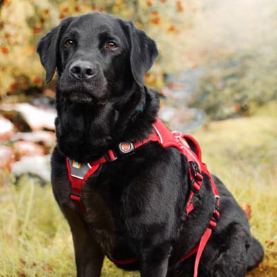 Labrador-400x400 Black labrador