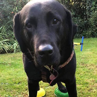Maverick the dog