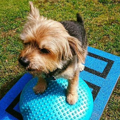 Max the dog