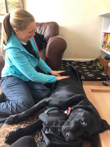 Maverick Dog Physiotherapy Plymouth Maintenance Treatments