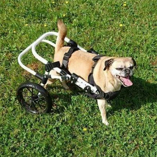 Molly-Wheelchair Molly Wheelchair